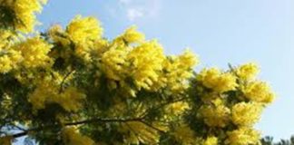 Milazzo: iniziative per la Festa della Donna milazzo-festa-donna