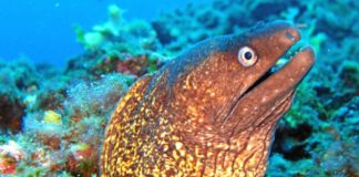 Messina: “Sicilian East coast” per la tutela delle risorse marine risorse-marine