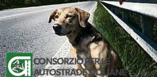 Messina, CAS: campagna contro l’abbandono dei cani in autostrada campagna-contro-labbandono-dei-cani-in-autostrada