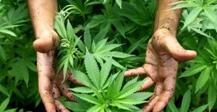 Castelmola: coltivazione di frutta, verdura e marijuana