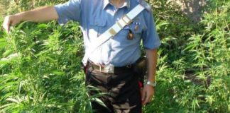 Nebrodi: in manette assessore comunale: coltivava marijuana marijuana-carabinieri