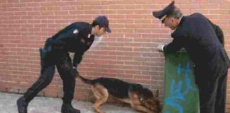 Piraino, coniugi arrestati per possesso e spaccio di cocaina cane-antidroga-carabinieri
