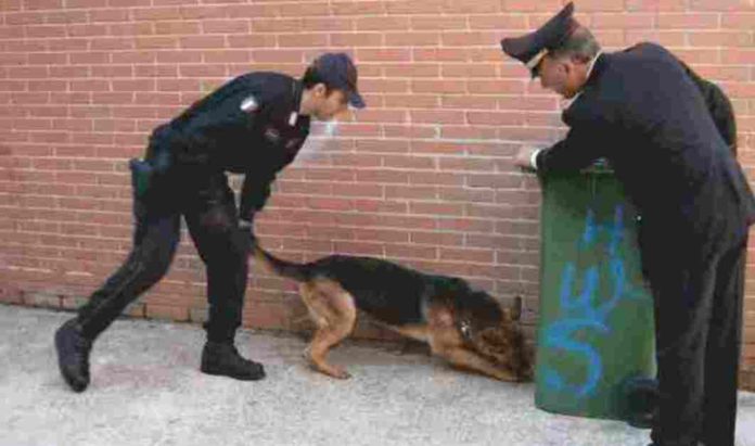 cane-antidroga-carabinieri