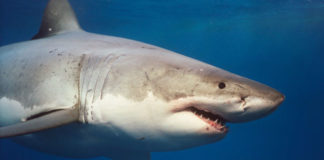 Messina: il ritorno del grande squalo bianco grande-squalo-bianco-11