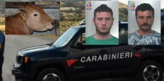 Messina, furto di vitello e macellazione clandestina a Scaletta nuova-immagine-41