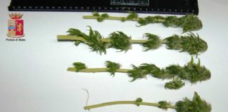 Barcellona PG: furto d’elettricità e coltivazione di cannabis: 1 arresto nuova-immagine-44-1