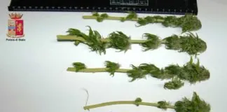 Barcellona PG: furto d’elettricità e coltivazione di cannabis: 1 arresto nuova-immagine-44-1