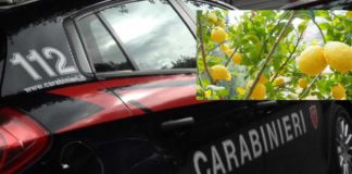 Ladri di limoni anche a Santa Teresa Riva: 2 arresti nuova-immagine-46-1068x580
