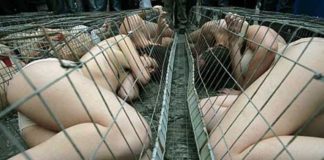 Venerdi 23 al Palacultura: “Giornata internazionale contro lo sfruttamento sessuale e la tratta di donne e bambini”