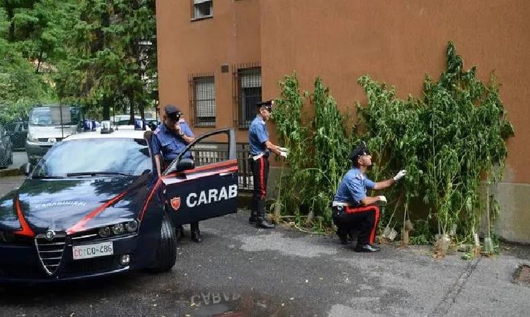 cara-12