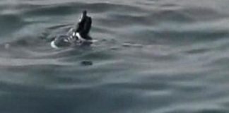 Libia: un naufragio, con 90 migranti dispersi