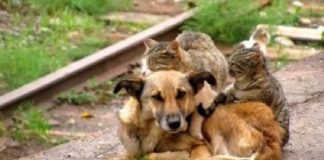 Comune di Messina: campagna cittadina, per prevenire il randagismo di cani e gatti