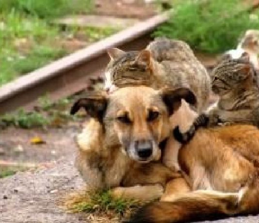 Comune di Messina: campagna cittadina, per prevenire il randagismo di cani e gatti