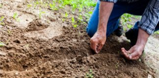 In Italia è vera e propria ortomania garden