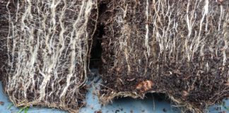 Funghi micorrizici, soluzioni green ai problemi delle piante micorrize