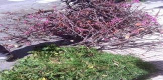 Raffaella Spadaro (Verdi – ME): oggi sul viale Europa, è stato abbattuto un albero in piena fioritura