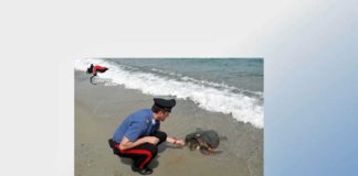Ganzirri: Salvataggio di una tartaruga da parte dei Carabinieri Carabinieri-tartaruga