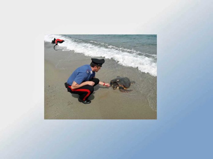 Carabinieri-tartaruga