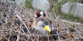 Arrestato un bracconiere a Barcellona P.G. cardellini-rete