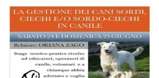 Caluso (TO): al canile, uno stage teorico pratico