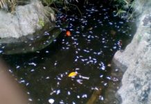 Daniele Zuccarello (MM): “Sono centinaia, i pesci morti (tutti) alla villa Mazzini