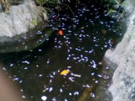 Daniele Zuccarello (MM): “Sono centinaia, i pesci morti (tutti) alla villa Mazzini