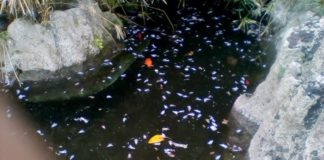 Daniele Zuccarello (MM): “Sono centinaia, i pesci morti (tutti) alla villa Mazzini