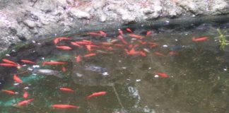 Santi Zuccarello (MM), si rivolge a Cecilia Caccamo (CMB)