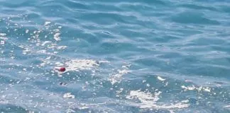 Anna Maria Messina (Giardini Naxos): “Nulla è stato fatto dall’Amministrazione comunale, per rimediare alla carenza igienica della spiaggia di Recanati”