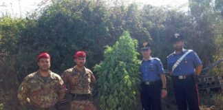 MESSINA: continuano i rastrellamenti dei Carabinieri nelle aree impervie del Capoluogo. Scoperta una piantagione di canapa indiana – arrestato un 23enne. arresto-ferri-piantagione