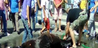 Nelle giornate più calde, stop alle carrozze trainate dai cavalli