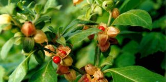 Ashwagandha: dalla natura un aiuto per migliorare la propria salute