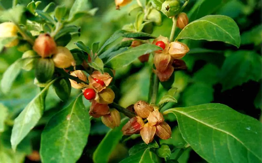 ashwagandha-bio-polvere-superfood-vegan