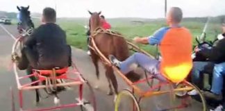 MESSINA: CORSE CLANDESTINE DI CAVALLI corse clandestine