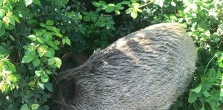 Paolo Barbera (ME): “Sull’emergenza cinghiali, nessun intervento”