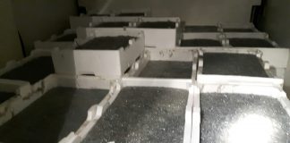 Messina: la Guardia di Finanza, ha sequestrato 500 Kg di novellame