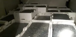 Messina: la Guardia di Finanza, ha sequestrato 500 Kg di novellame