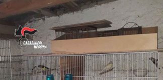 Messina – Sorpreso con gabbie, trappole e volatili appartenenti a specie protette, 72enne denunciato dai Carabinieri. Gabbie-cardellini