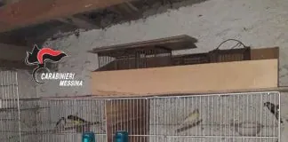 Messina – Sorpreso con gabbie, trappole e volatili appartenenti a specie protette, 72enne denunciato dai Carabinieri. Gabbie-cardellini