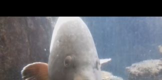 Anche a Messina, celebrata oggi la “Giornata Mondiale dell’Ambiente”