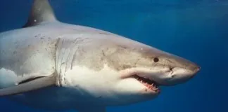 Allerta a Messina: avvistato uno squalo, nello specchio acqueo tra Ganzirri e Torre Faro