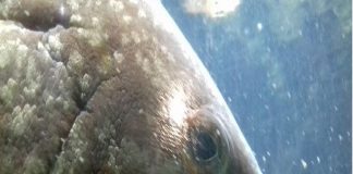 Daniele Ialacqua (assessore della Giunta Accorinti): “Ecco, un evento importante, per la Giornata Mondiale dell’Ambiente di martedì 5 giugno”