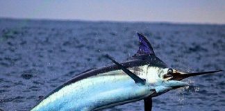 Elezioni amministrative ME2018: la caccia al “pesce spada”, diventi patrimonio dell’Unesco
