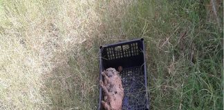 Pippo Previti (ME): “Atti intimidatori, al sito della Tomba di Antonello da Messina”