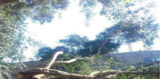 Messina: a villa Dante, cade il ramo di una magnolia storica presente sul luogo