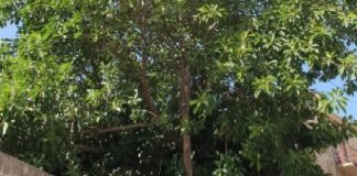 Per gli alberi pericolanti, presenti sul viale Giostra a Messina: l’appello lanciato da Francesco Cipolla e Gabriele Rossellini