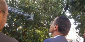 Per il sindaco di Messina Cateno De Luca, siamo in emergenza in riferimento alla situazione degli alberi in Città