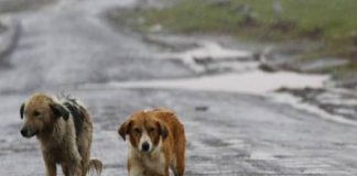 Tommaso Calderone (Forza Italia-Ars): “Abbiamo predisposto, un testo legislativo unitario”