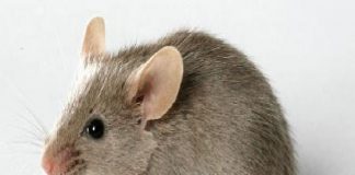 Franco Laimo (ME): “Da alcuni giorni, si registra la presenza di colonie di ratti nel Rione di San Licandro basso”