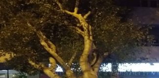 In via La Farina a Messina, è caduto un albero